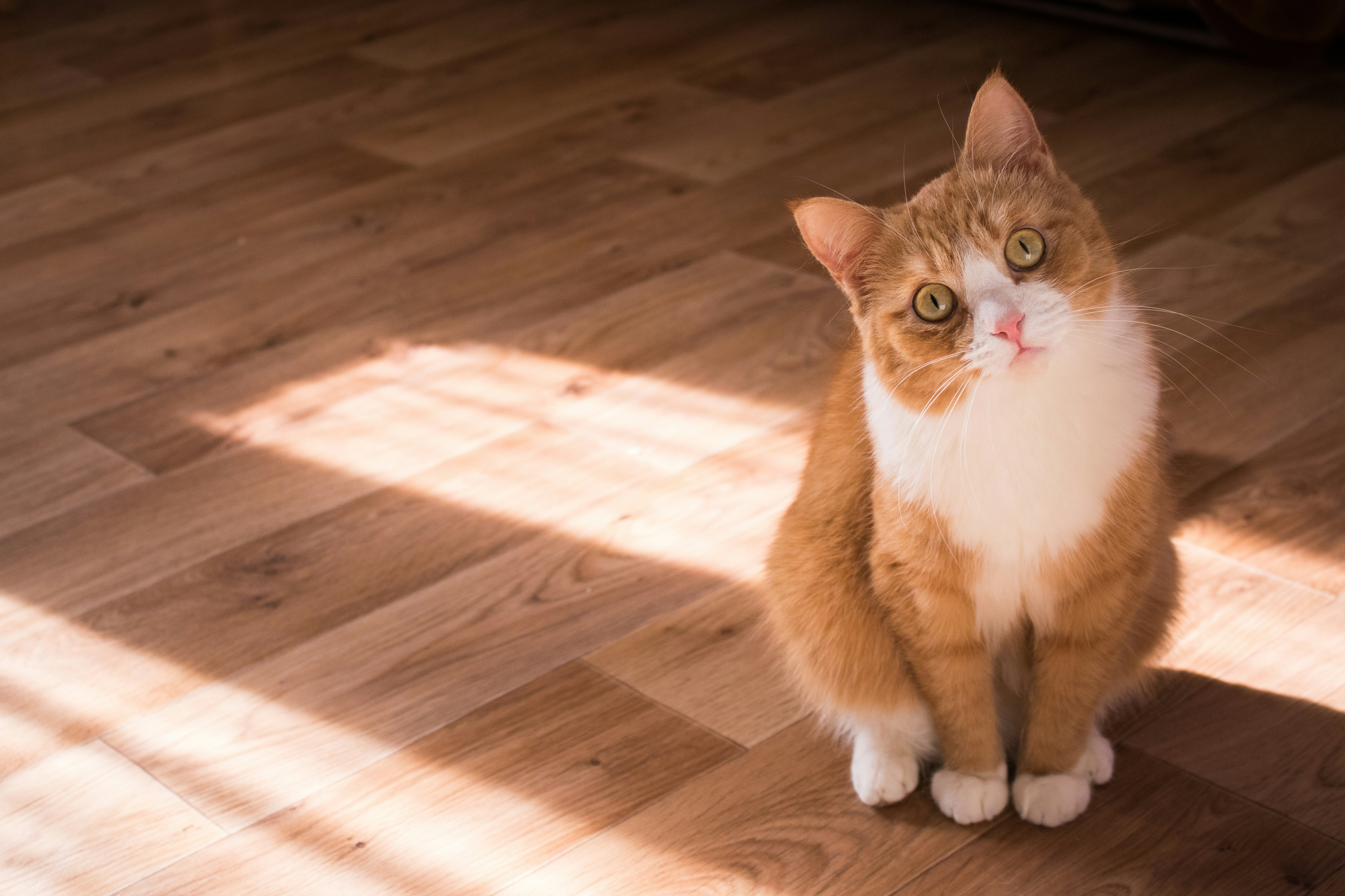 Cute kitty